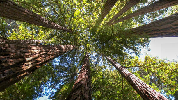 How Our Tree Care Process Works  in Palacios, TX